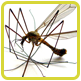 Manage mosquitoes using natural methods